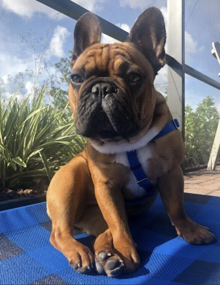 Winston